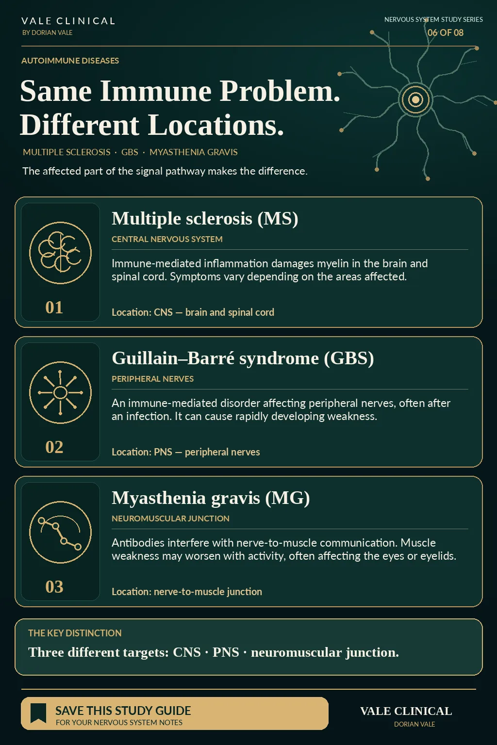 Vale Clinical autoimmune disorders study guide comparing MS of the CNS, Guillain–Barré syndrome of peripheral nerves and myasthenia gravis at the neuromuscular junction.